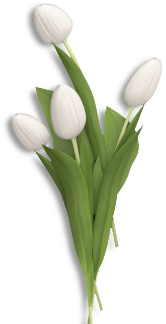 Tulpen weiße Tulpen zur Dekoration